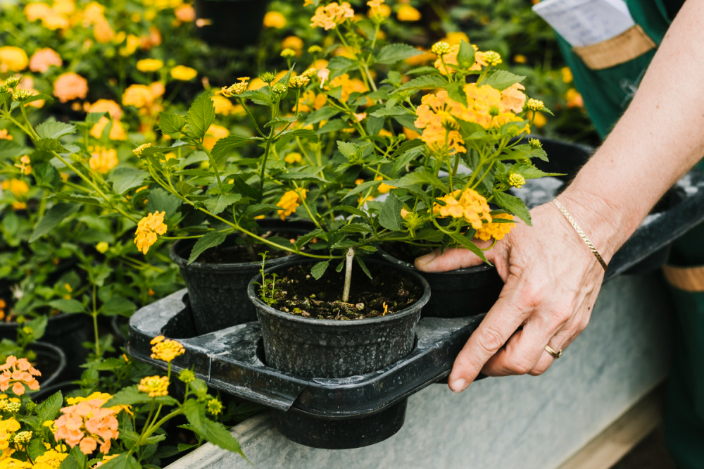 ogrodnictwo bielsko jak zabezpieczyc rosliny rabatowe na jesien przed zima