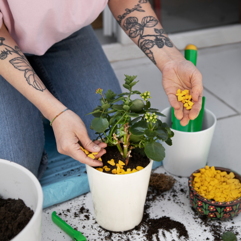 ogrodnikctwo bielsko biala Sadzonki i nasiona do sadzenia i wysiewania w kwietniu